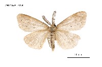 藏品(七斑凹毒蛾)的圖片